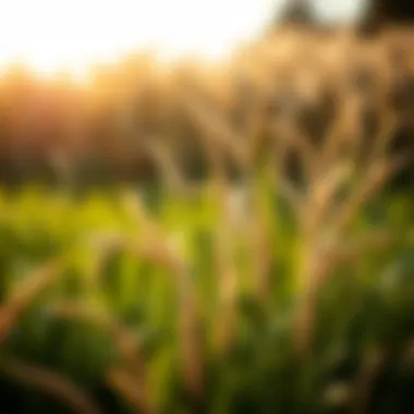 Magnificent Best Grass for Full Shade in Texas Magnificent Best Grass for Full Shade in Texas