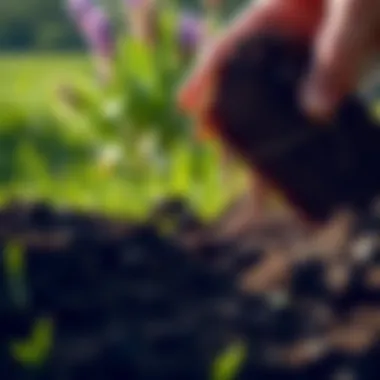 Magnificent Comprehensive Guide to Conducting a DIY Lawn Soil Test Magnificent Comprehensive Guide to Conducting a DIY Lawn Soil Test