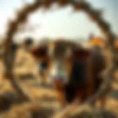 Magnificent Exploring Cattle Hay Rings for Sale Magnificent Exploring Cattle Hay Rings for Sale