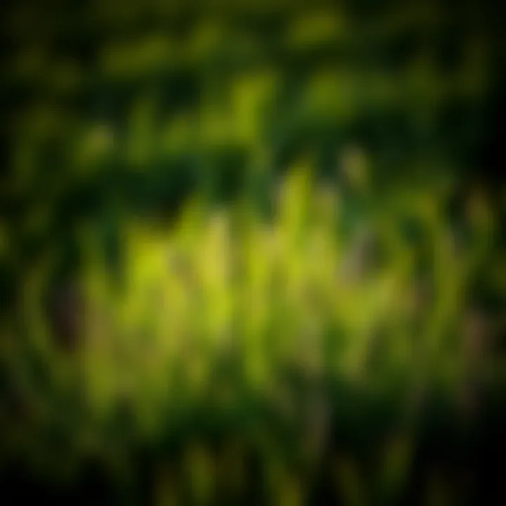 Magnificent Optimal Fertilizer Strategies for Bermuda Grass in North Texas