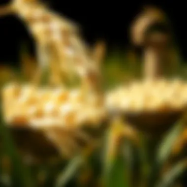 Magnificent The Nutritional Profile of Rice: A Comprehensive Examination Magnificent The Nutritional Profile of Rice: A Comprehensive Examination