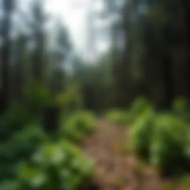 Magnificent Understanding Forest Carbon Sinks: Mechanisms, Benefits, and Challenges