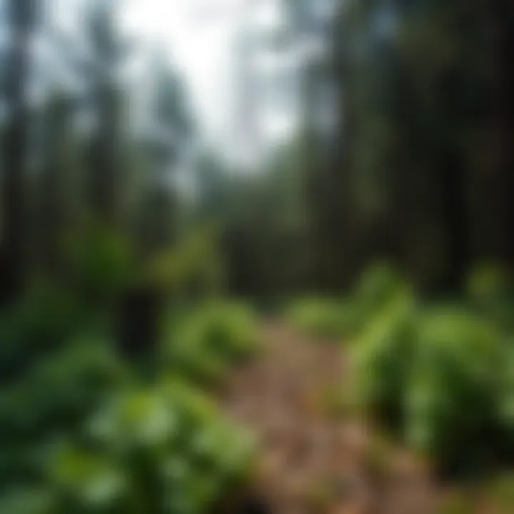 Magnificent Understanding Forest Carbon Sinks: Mechanisms, Benefits, and Challenges