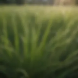 Close-up view of annual ryegrass foliage illustrating its distinct characteristics.