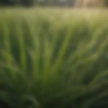 Close-up view of annual ryegrass foliage illustrating its distinct characteristics.