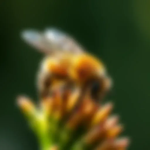 Bee Pinning: An Advanced Technique in Pollinator Management Introduction