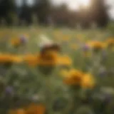 A field of wildflowers attracting bees with vibrant colors, showcasing bee-friendly habitats.