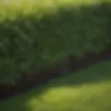 Close-up of lush Bermuda sod on a vibrant lawn