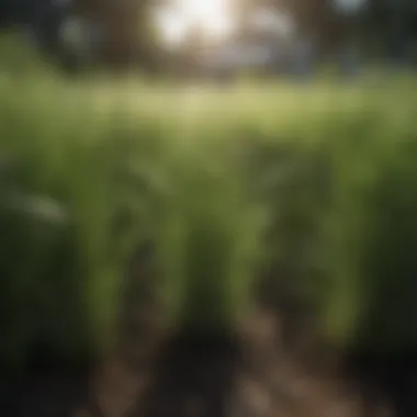 Growth stages and fertilizer recommendations
