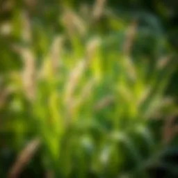 Best Grass for Full Shade in Texas Introduction