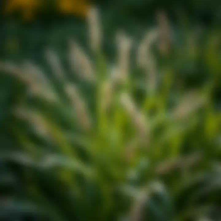 Notable Best Grass for Full Shade in Texas