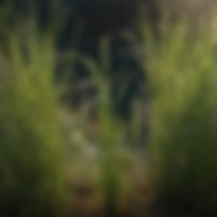 A close-up view of dallisgrass showcasing its distinctive growth pattern