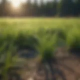 Vibrant pasture grass ideal for cattle grazing in Tennessee