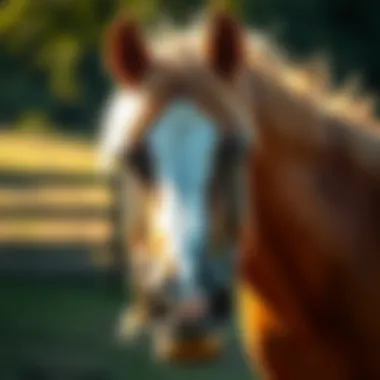 Best Thrush Medicine for Horses Summary Best Thrush Medicine for Horses Summary