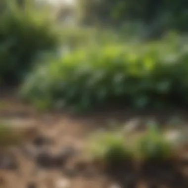 Close-up of resilient ground cover plants