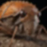 Detailed view of the brown marmorated stink bug showcasing its distinctive markings and coloration.