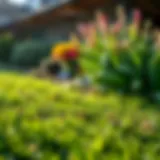 Caring for Your Lawn After Winter Introduction