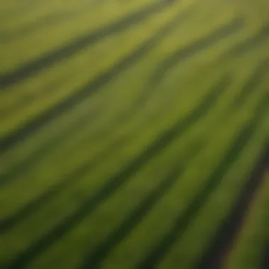 Aerial view of lush Central Coast sod fields showcasing vibrant green hues.