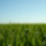 Choosing the Optimal Grass Seed for Patching Bald Spots Introduction
