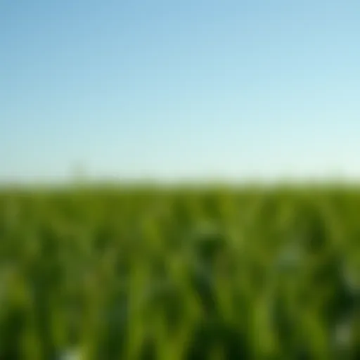 Choosing the Optimal Grass Seed for Patching Bald Spots Introduction