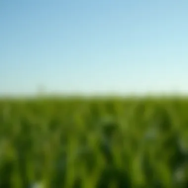 Choosing the Optimal Grass Seed for Patching Bald Spots Introduction Choosing the Optimal Grass Seed for Patching Bald Spots Introduction