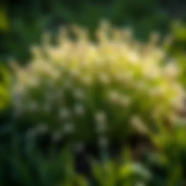 Choosing the Optimal Grass Seed for Patching Bald Spots Summary Choosing the Optimal Grass Seed for Patching Bald Spots Summary