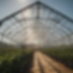 A clear greenhouse cover reflecting sunlight