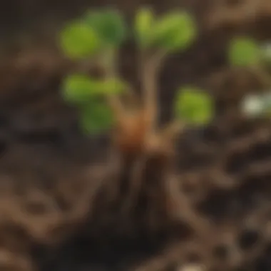 Close-up of clover roots enhancing soil structure