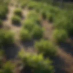 Overview of various broadleaf weed killers