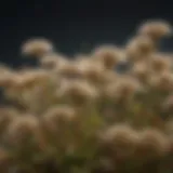 Close-up of sandbur plant with distinctive spiky seed heads