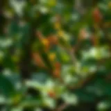 Comprehensive Guide to Tabebuia Seedlings: Cultivation and Potential Introduction