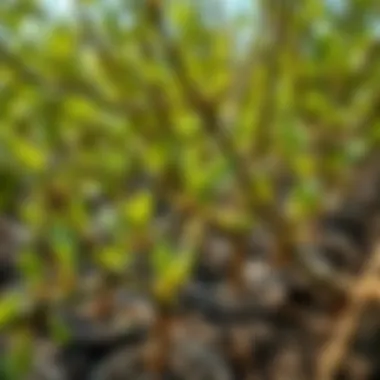 Comprehensive Guide to Tabebuia Seedlings: Cultivation and Potential Summary Comprehensive Guide to Tabebuia Seedlings: Cultivation and Potential Summary