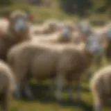 Diverse Sheep Breeds in Pasture