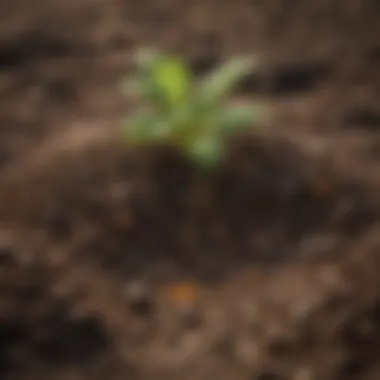 Close-up of soil displaying healthy nutrients