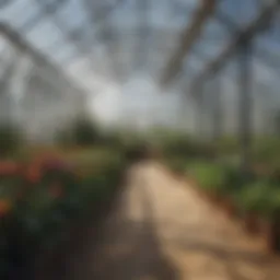 Overview of a greenhouse using corrugated clear plastic sheets