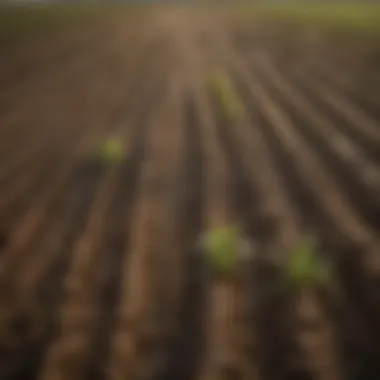 Diverse crops thriving in a field with moisture-retentive soil