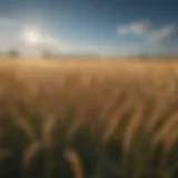 A field of golden wheat under a clear blue sky