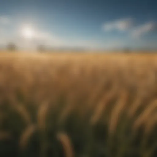 A field of golden wheat under a clear blue sky