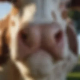 Close-up of a dairy cow showing signs of mastitis