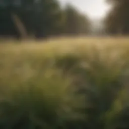 A lush meadow showcasing various grass species native to Georgia
