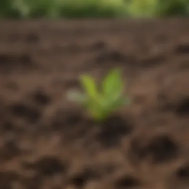 Enhancing Soil Vitality with Meta K Comparison of soil health before and after using Earth Juice Meta K supplement