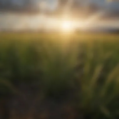 Ecological Considerations of Annual Ryegrass Ecological impact of annual ryegrass in a diverse cropping system.