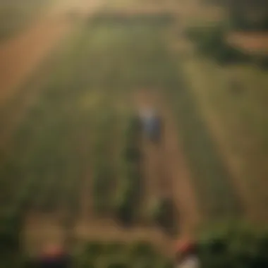 Optimally Designed Farm Layout Aerial view of an optimally designed farm layout showcasing diverse crop zones and sustainable practices