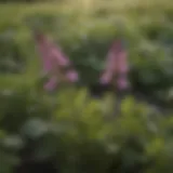 Close-up of henbit foliage in an agricultural field