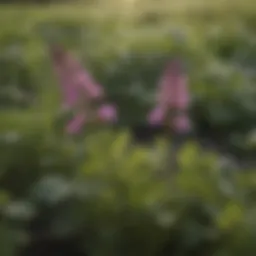 Close-up of henbit foliage in an agricultural field