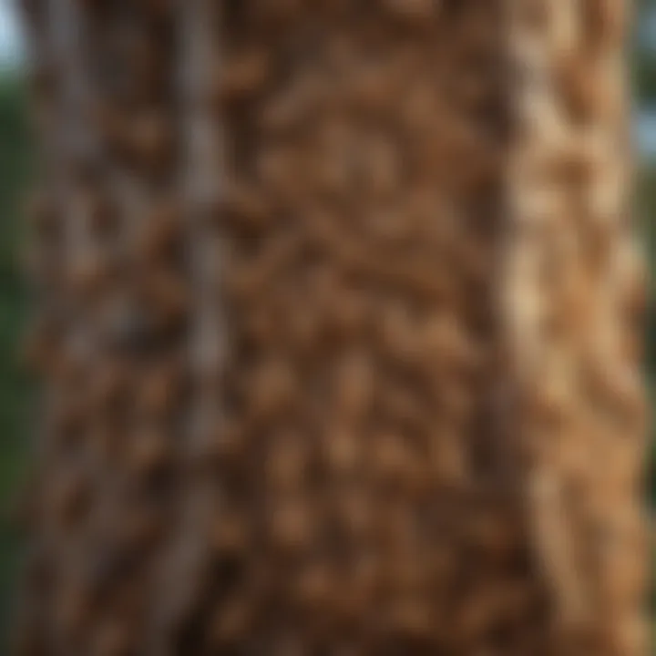 Illustration of various types of termites affecting trees.