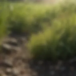 Close-up of healthy grass infested with grubs