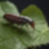 Close-up of an earwig on a leaf