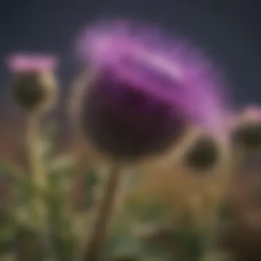 Distinctive Purple Blooms of Canadian Thistle Close-up of Canadian thistle flower showcasing its distinctive purple blooms.