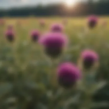 Invasive Growth of Canadian Thistle in Agricultural Field A field affected by Canadian thistle, highlighting its dense and invasive growth.